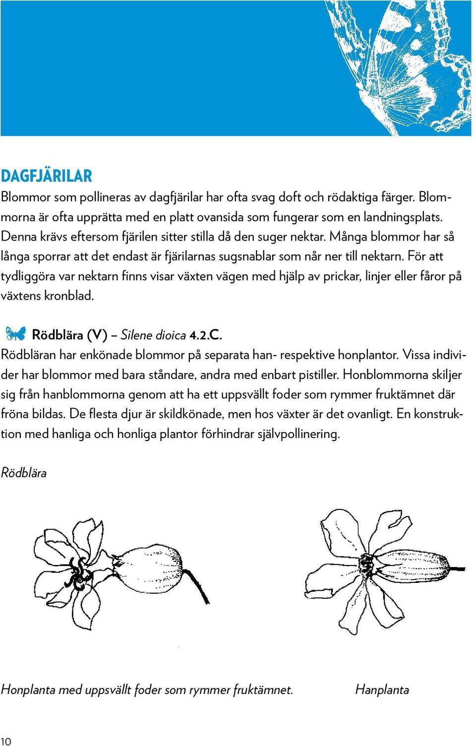För att tydliggöra var nektarn finns visar växten vägen med hjälp av prickar, linjer eller fåror på växtens kronblad. Rödblära (V) Silene dioica 4.2.C.