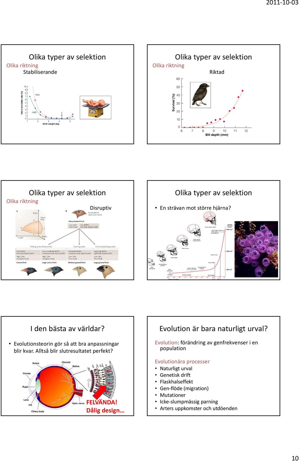 Evolutionsteorin gör så att bra anpassningar blir kvar. Alltså blir slutresultatet perfekt? FELVÄNDA! Dålig design Evolution är bara naturligt urval?