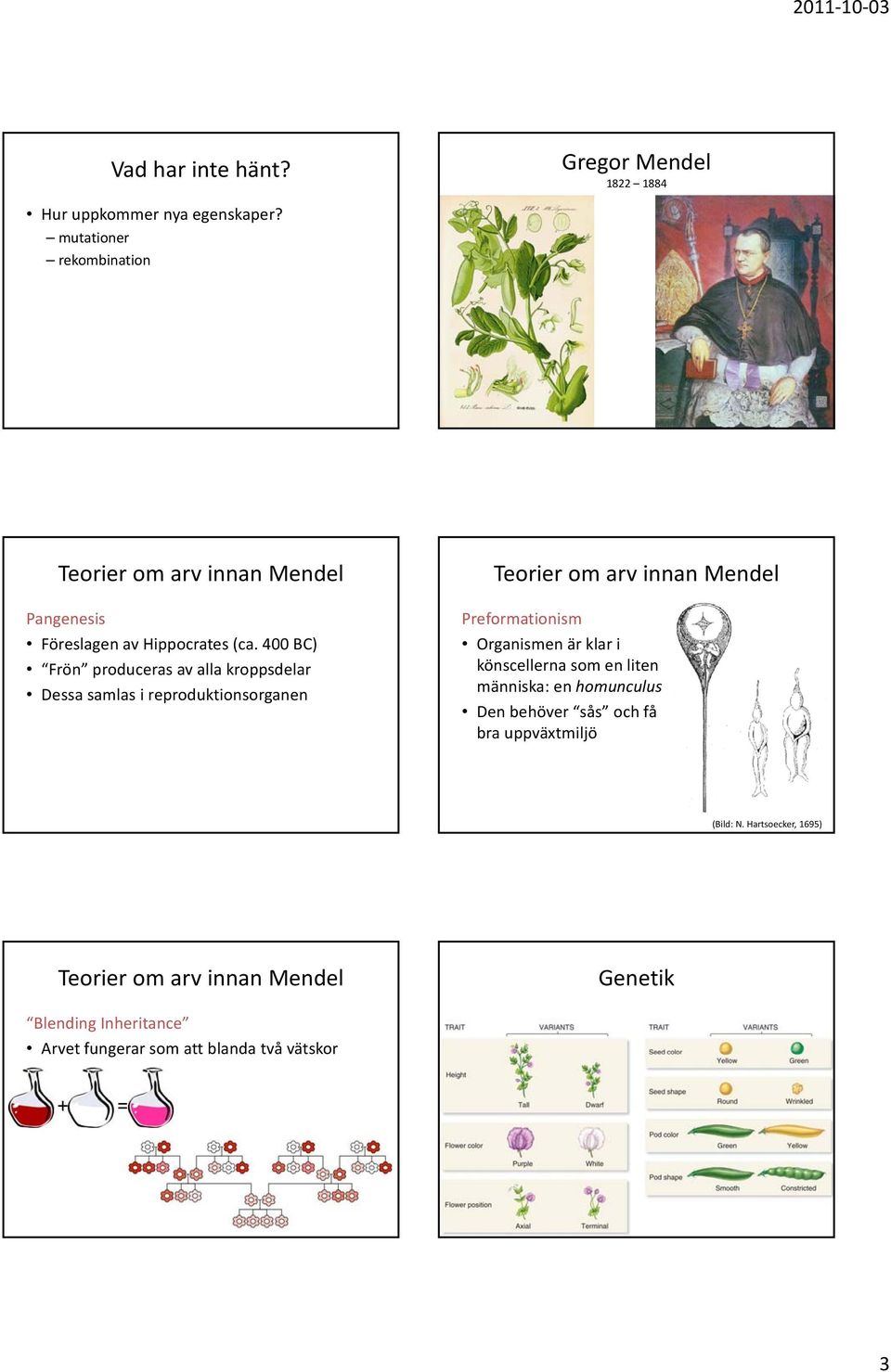 400 BC) Frön produceras av alla kroppsdelar Dessa samlas i reproduktionsorganen Teorier om arv innan Mendel Preformationism