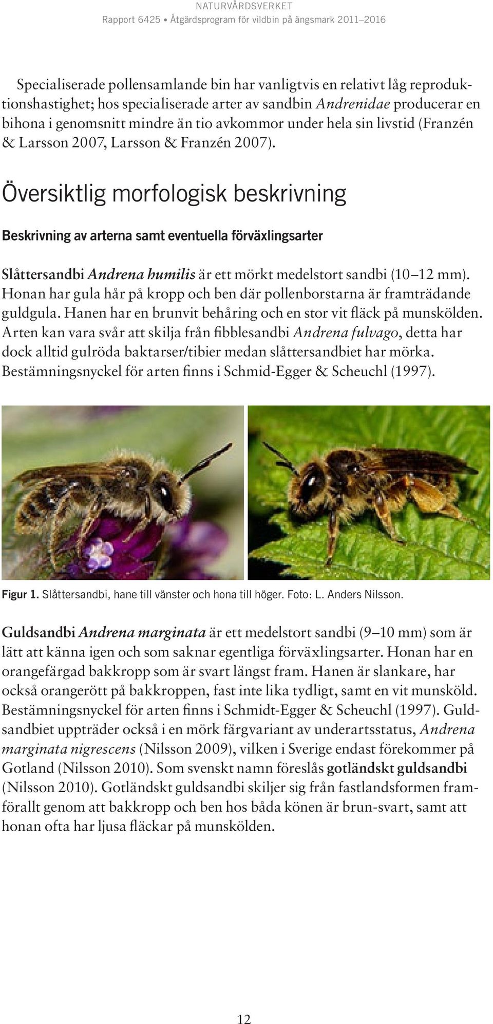 Översiktlig morfologisk beskrivning Beskrivning av arterna samt eventuella förväxlingsarter Slåttersandbi Andrena humilis är ett mörkt medelstort sandbi (10 12 mm).