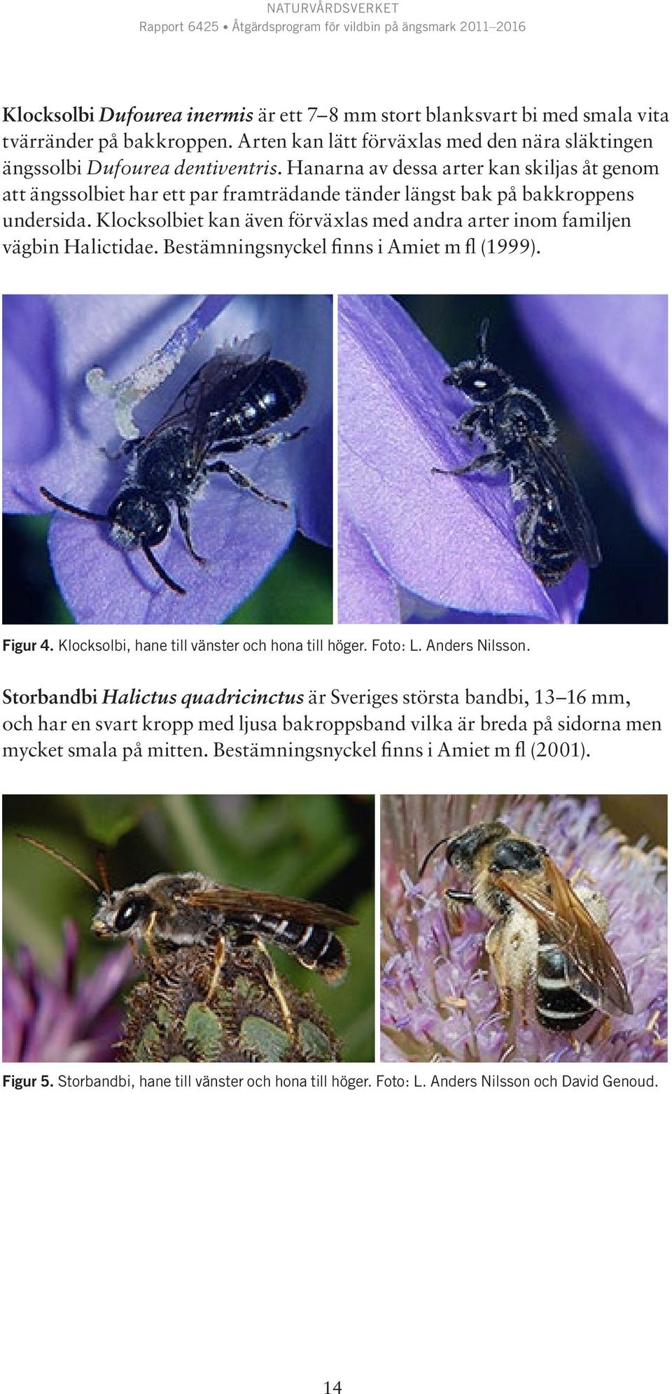 Klocksolbiet kan även förväxlas med andra arter inom familjen vägbin Halictidae. Bestämningsnyckel finns i Amiet m fl (1999). Figur 4. Klocksolbi, hane till vänster och hona till höger. Foto: L.