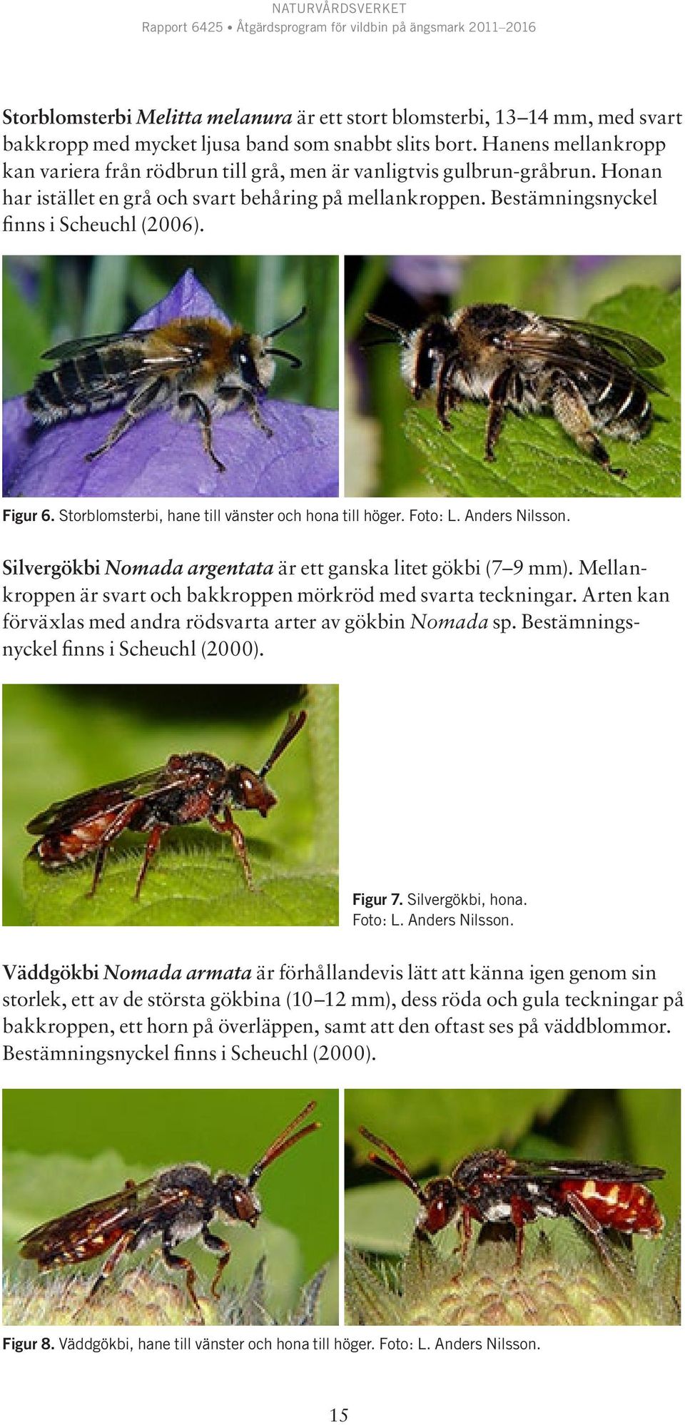 Figur 6. Storblomsterbi, hane till vänster och hona till höger. Foto: L. Anders Nilsson. Silvergökbi Nomada argentata är ett ganska litet gökbi (7 9 mm).