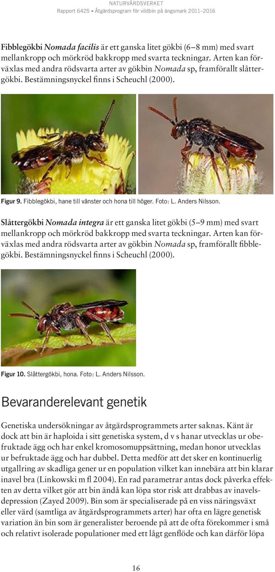 Foto: L. Anders Nilsson. Slåttergökbi Nomada integra är ett ganska litet gökbi (5 9 mm) med svart mellankropp och mörkröd bakkropp med svarta teckningar.