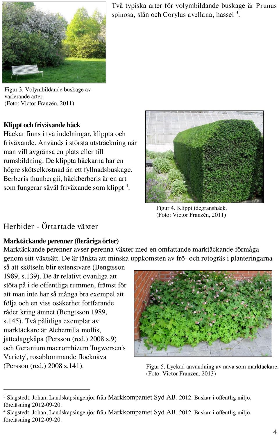 De klippta häckarna har en högre skötselkostnad än ett fyllnadsbuskage. Berberis thunbergii, häckberberis är en art som fungerar såväl friväxande som klippt 4. Herbider - Örtartade växter Figur 4.
