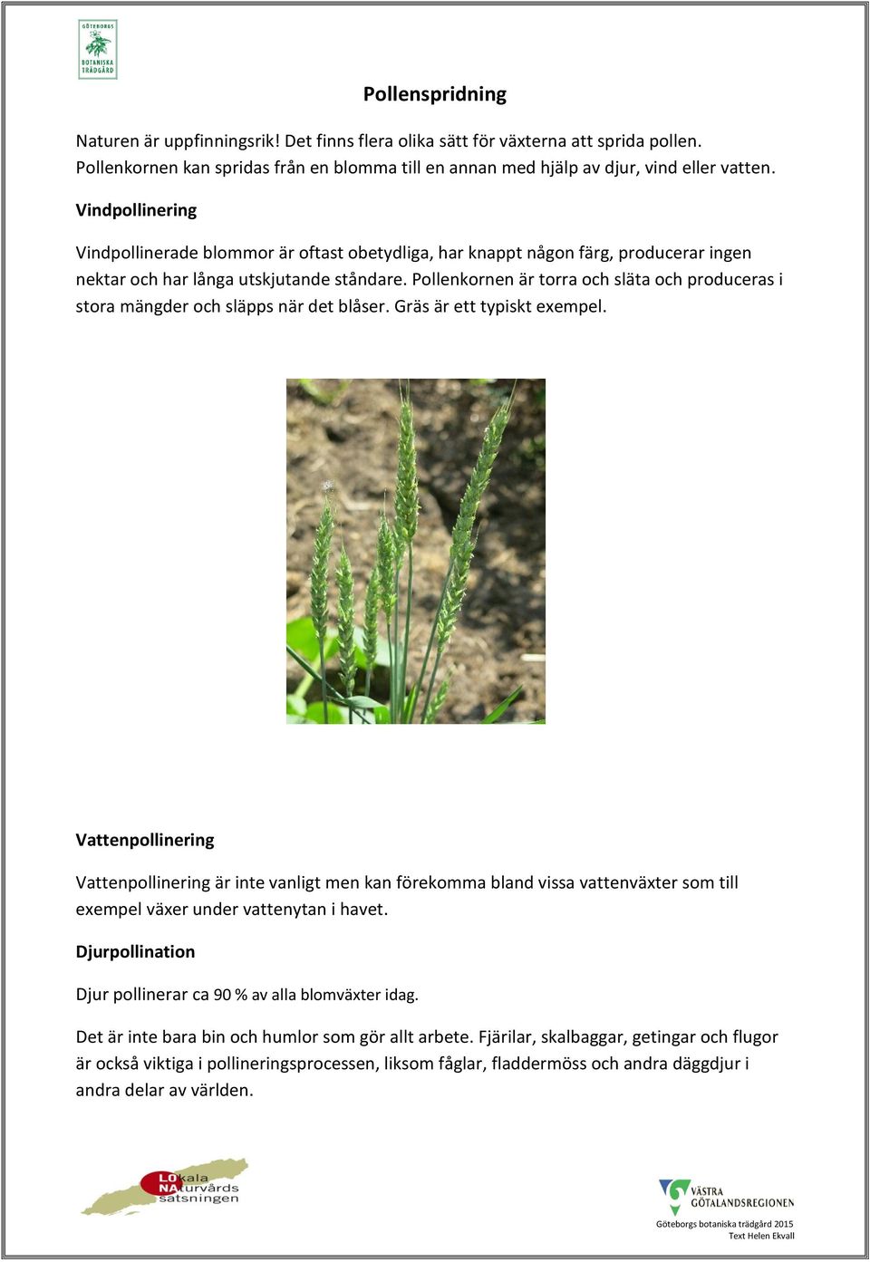 Pollenkornen är torra och släta och produceras i stora mängder och släpps när det blåser. Gräs är ett typiskt exempel.