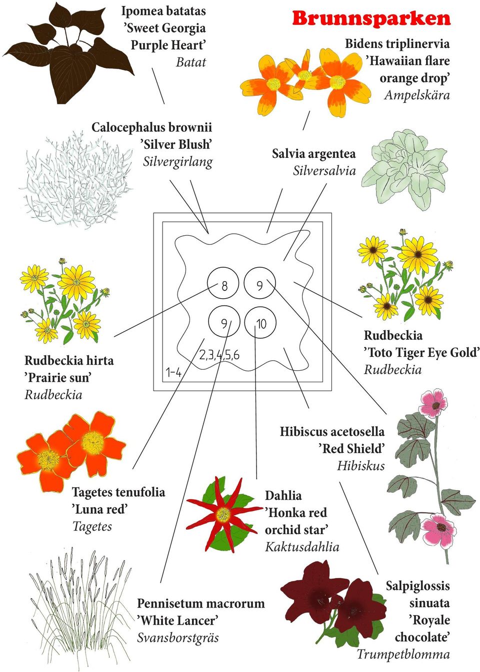 Hibiscus acetosella Red Shield Hibiskus tenufolia Luna red Dahlia Honka red orchid star