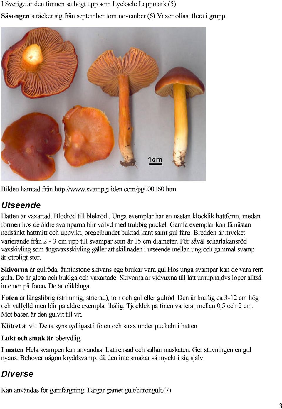 Gamla exemplar kan få nästan nedsänkt hattmitt och uppvikt, oregelbundet buktad kant samt gul färg. Bredden är mycket varierande från 2-3 cm upp till svampar som är 15 cm diameter.