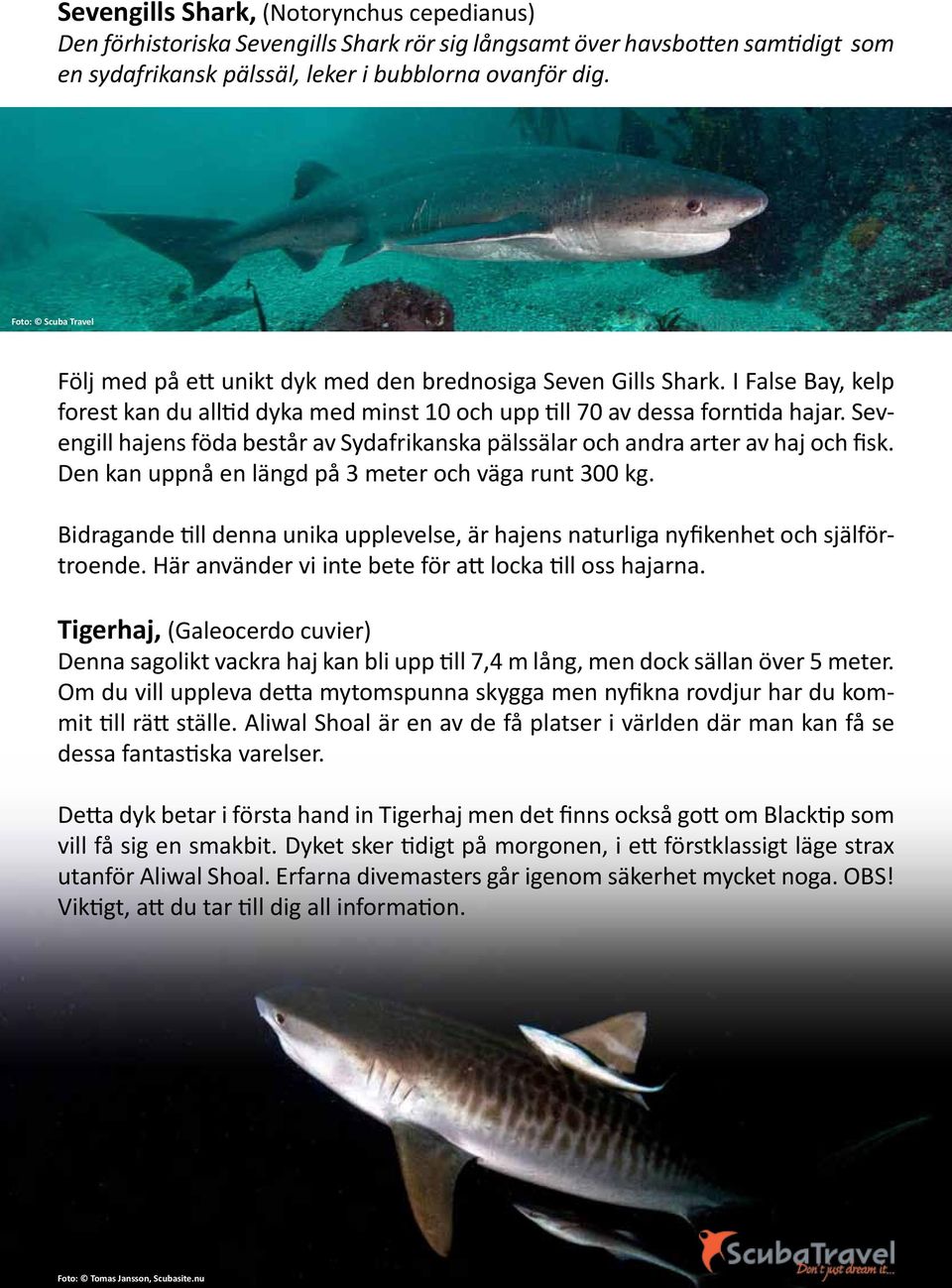 Sevengill hajens föda består av Sydafrikanska pälssälar och andra arter av haj och fisk. Den kan uppnå en längd på 3 meter och väga runt 300 kg.