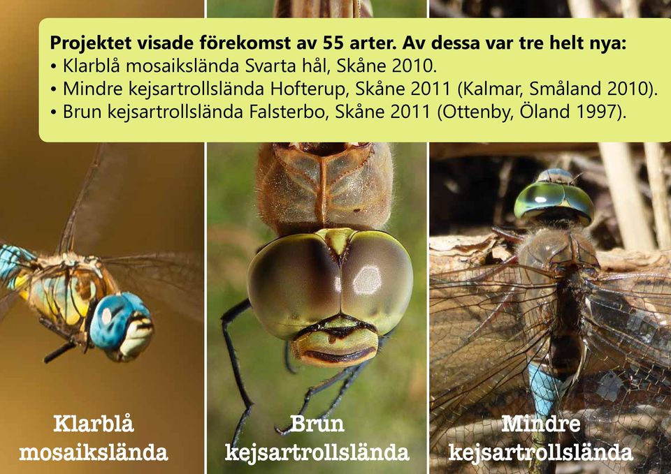 Mindre kejsartrollslända Hofterup, Skåne 2011 (Kalmar, Småland 2010).