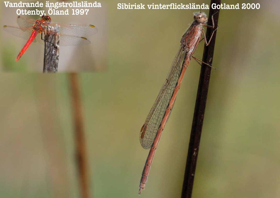 Ottenby, Öland 1997