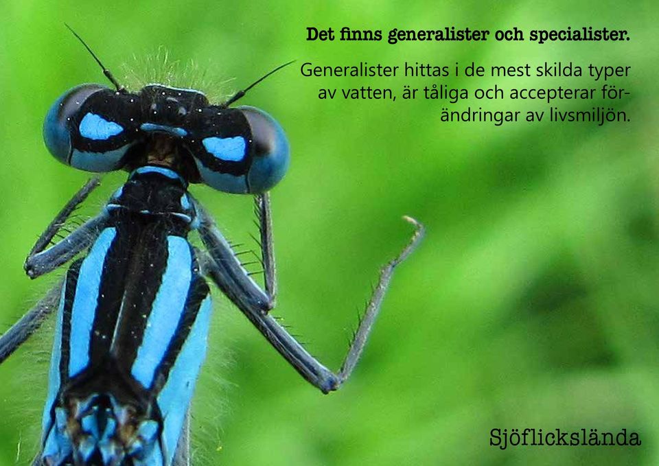typer av vatten, är tåliga och