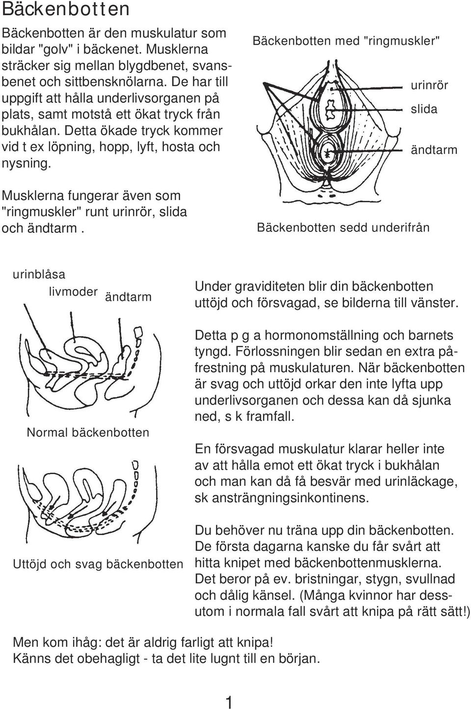 Musklerna fungerar även som "ringmuskler" runt urinrör, slida och ändtarm.