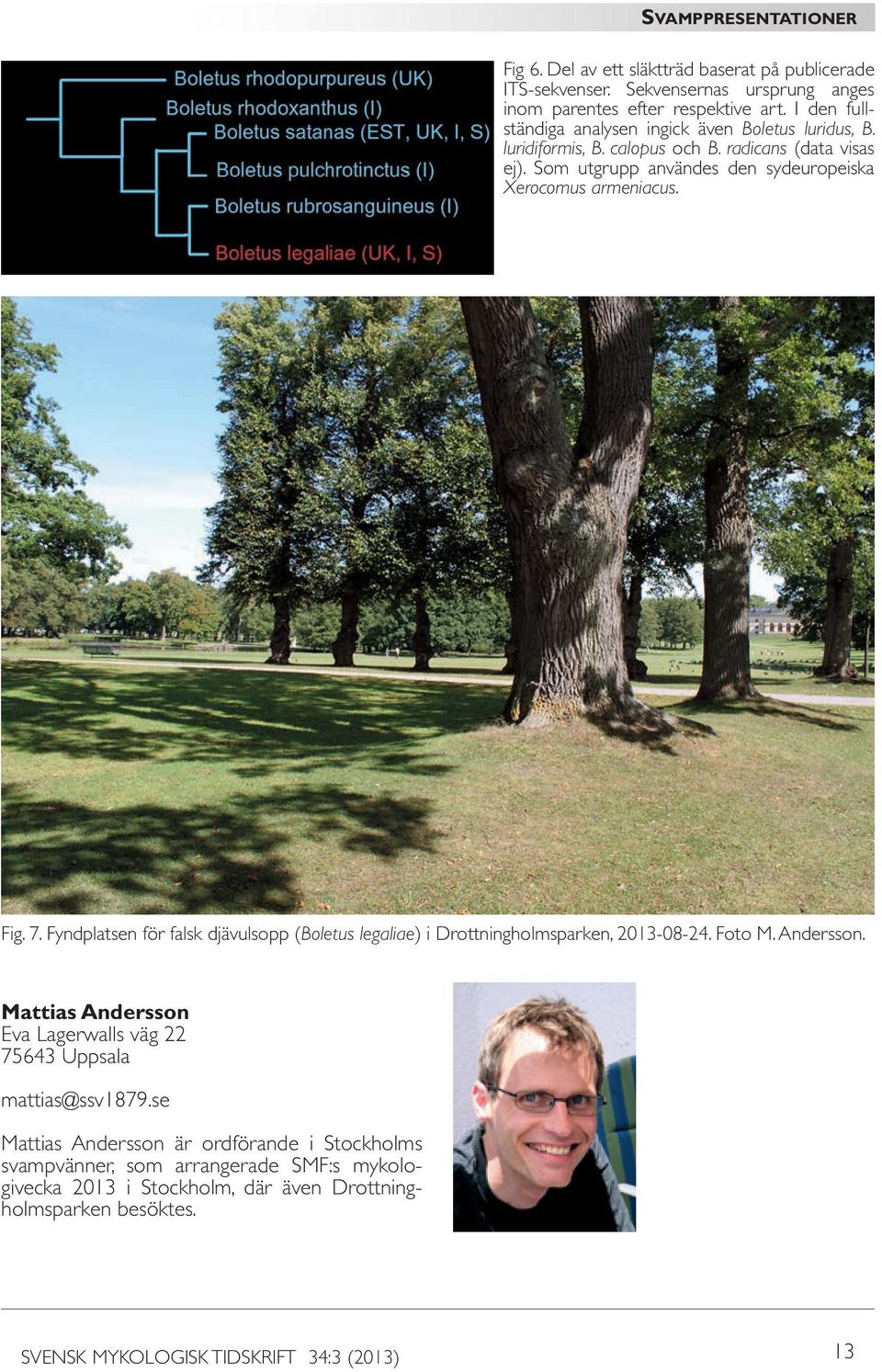 Fig. 7. Fyndplatsen för falsk djävulsopp (Boletus legaliae) i Drottningholmsparken, 2013-08-24. Foto M. Andersson.