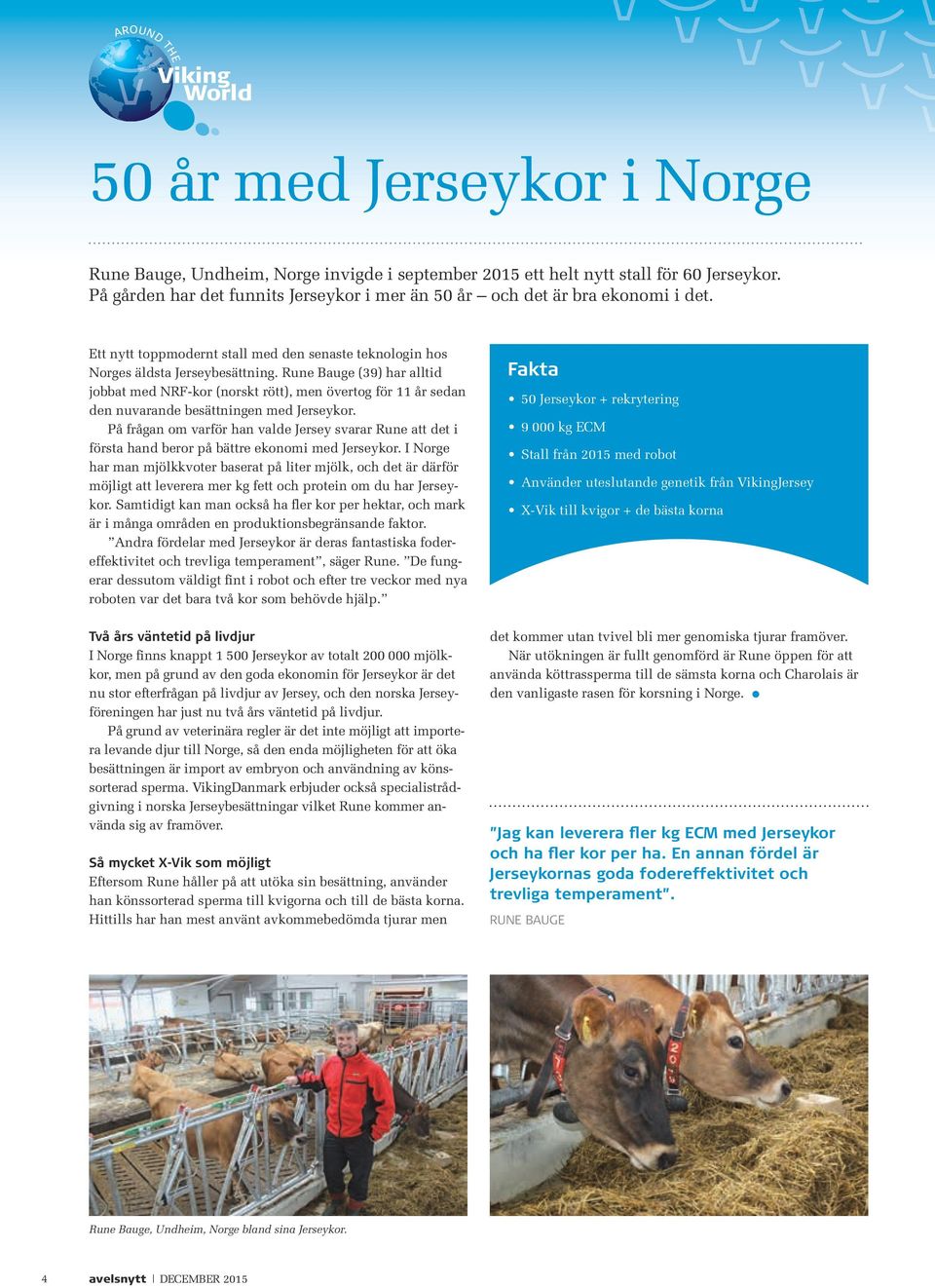 Rune Bauge (39) har alltid jobbat med NRF-kor (norskt rött), men övertog för 11 år sedan den nuvarande besättningen med Jerseykor.