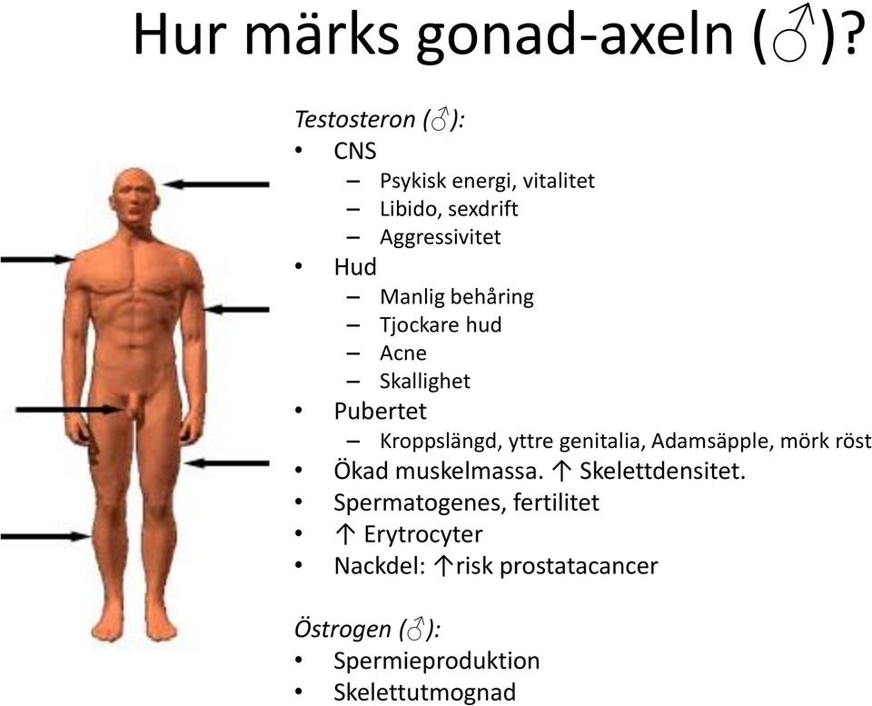 behåring Tjockare hud Acne Skallighet Pubertet Kroppslängd, yttre genitalia, Adamsäpple,