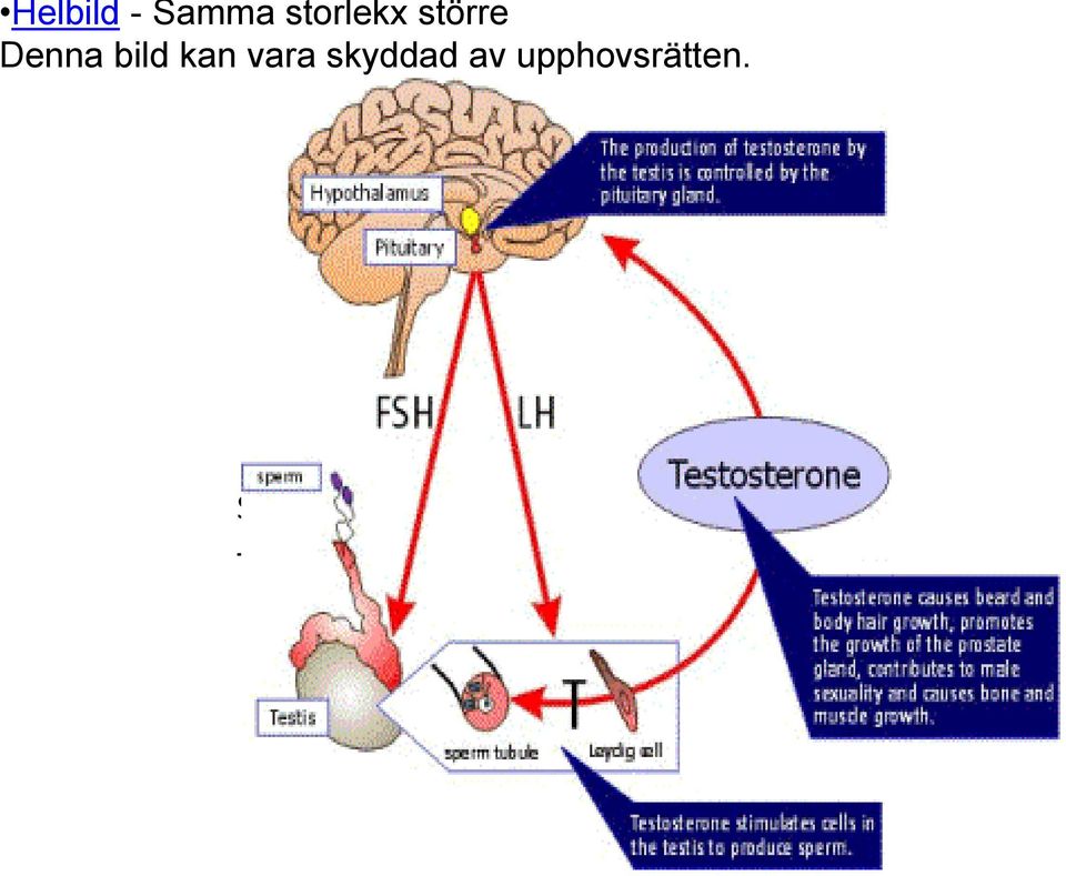 skyddad av upphovsrätten.