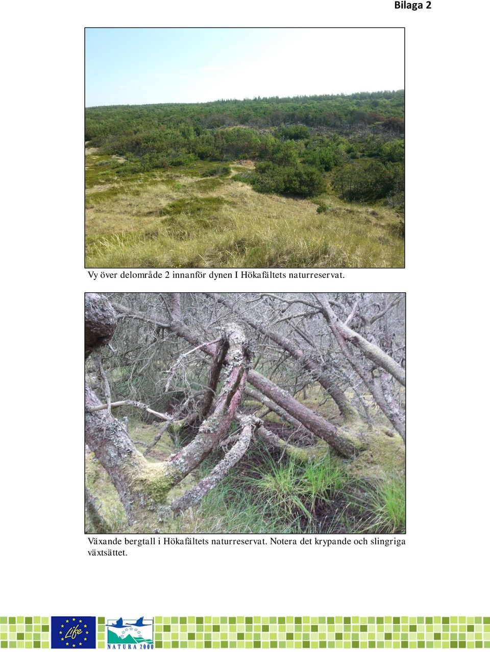 Växande bergtall i Hökafältets