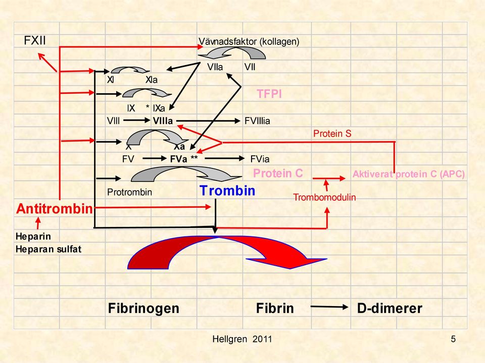 FVia Protein C Aktiverat protein C (APC) Protrombin Trombin