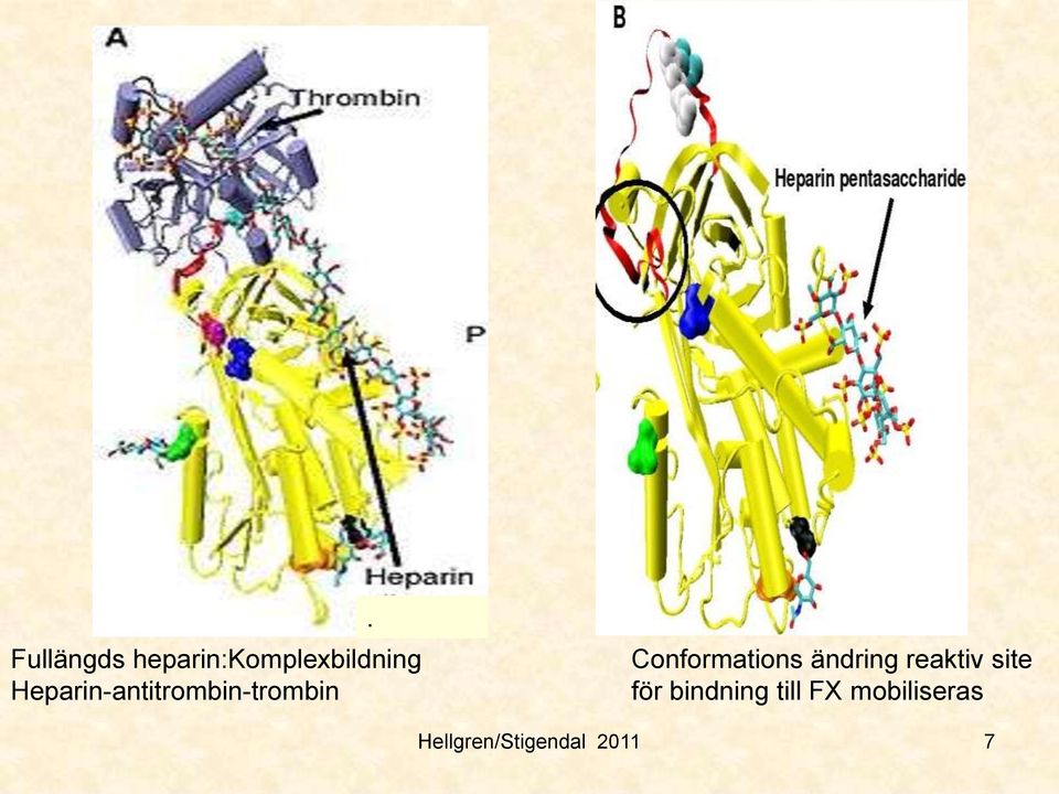 Conformations ändring reaktiv site för