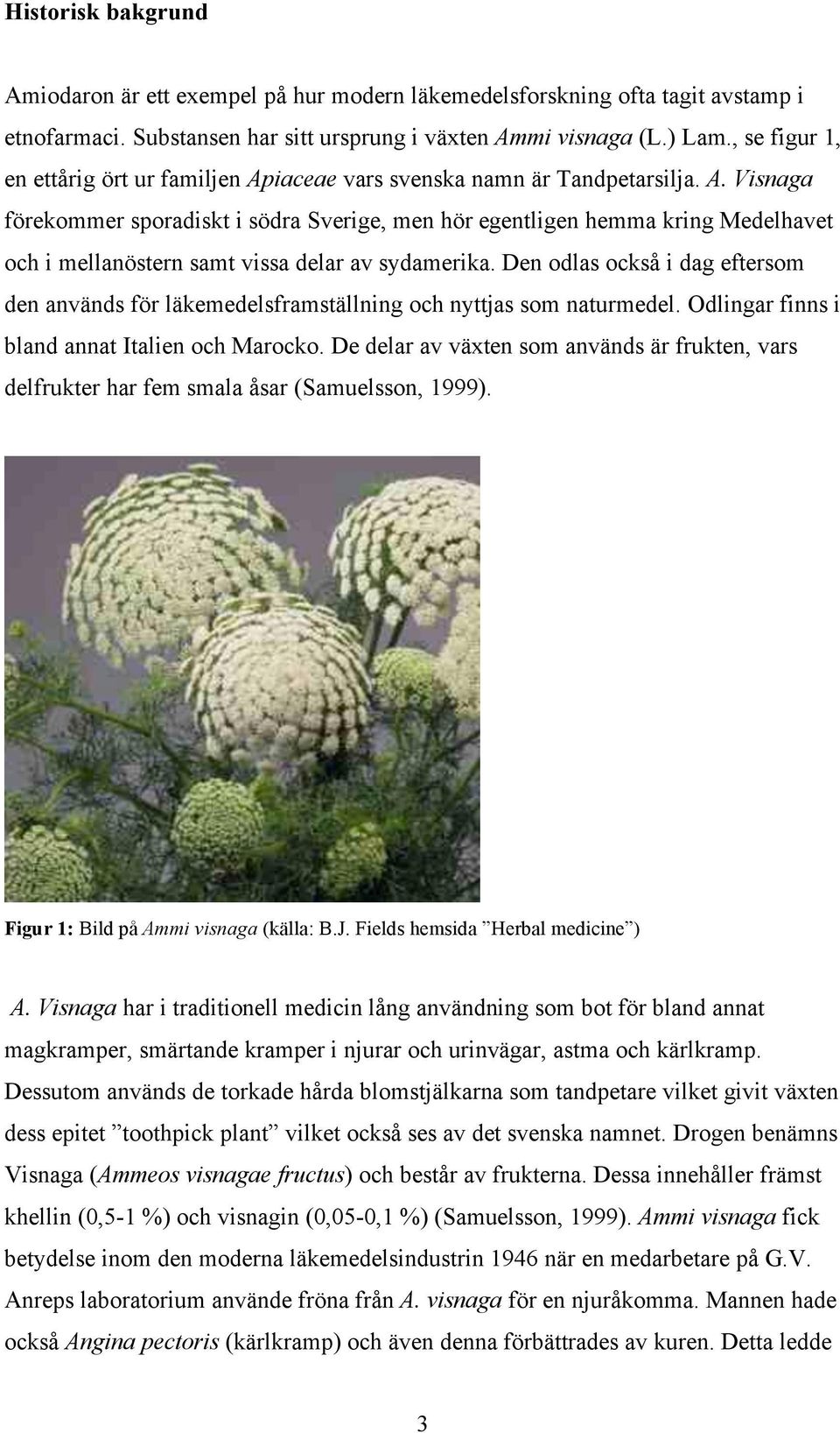 Den odlas också i dag eftersom den används för läkemedelsframställning och nyttjas som naturmedel. dlingar finns i bland annat Italien och Marocko.