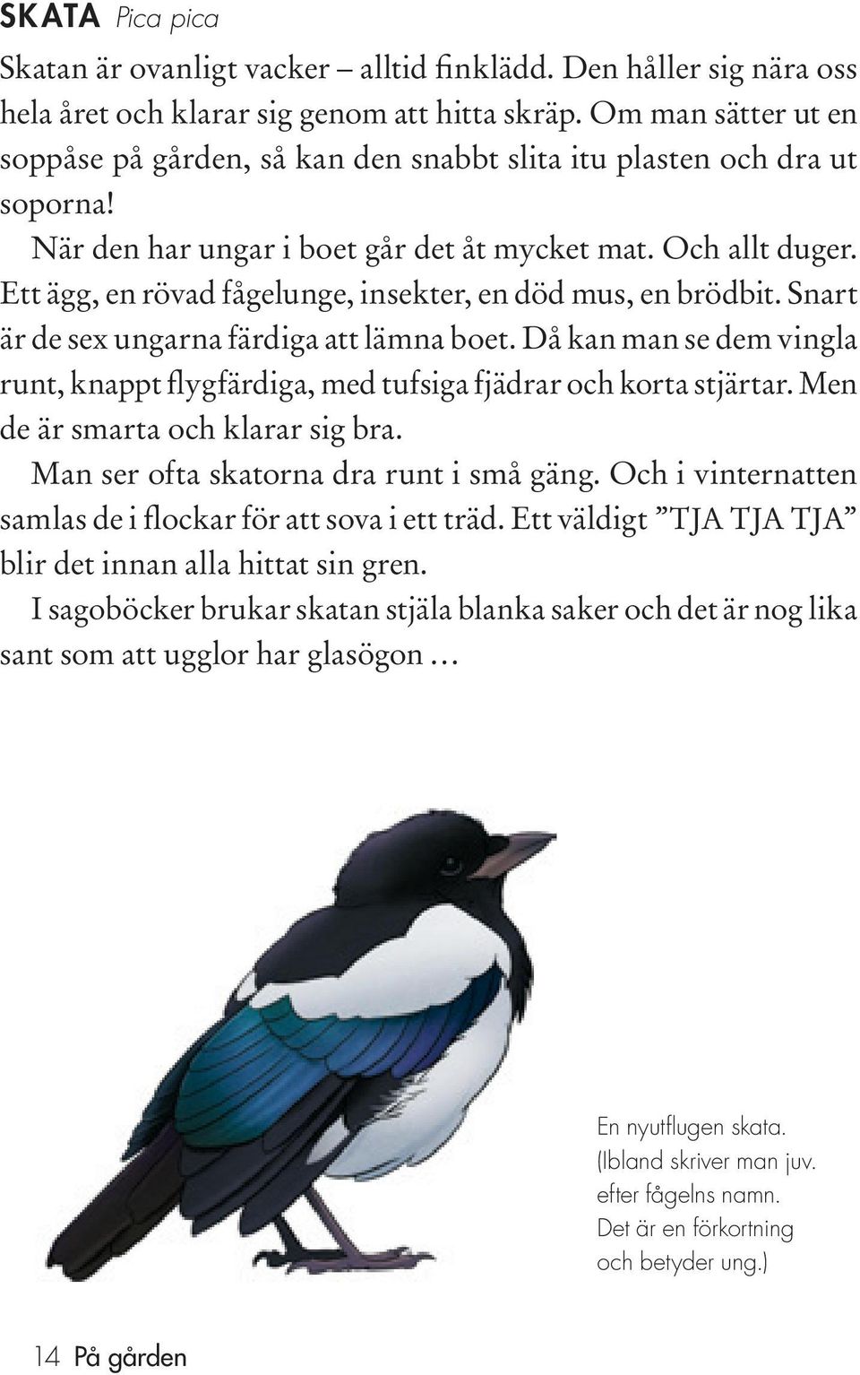 Ett ägg, en rövad fågelunge, insekter, en död mus, en brödbit. Snart är de sex ungarna färdiga att lämna boet.