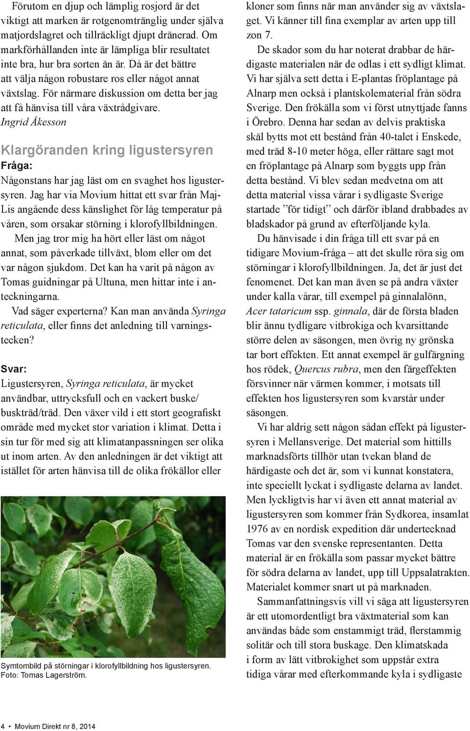 För närmare diskussion om detta ber jag att få hänvisa till våra växtrådgivare. Ingrid Åkesson Klargöranden kring ligustersyren Någonstans har jag läst om en svaghet hos ligustersyren.