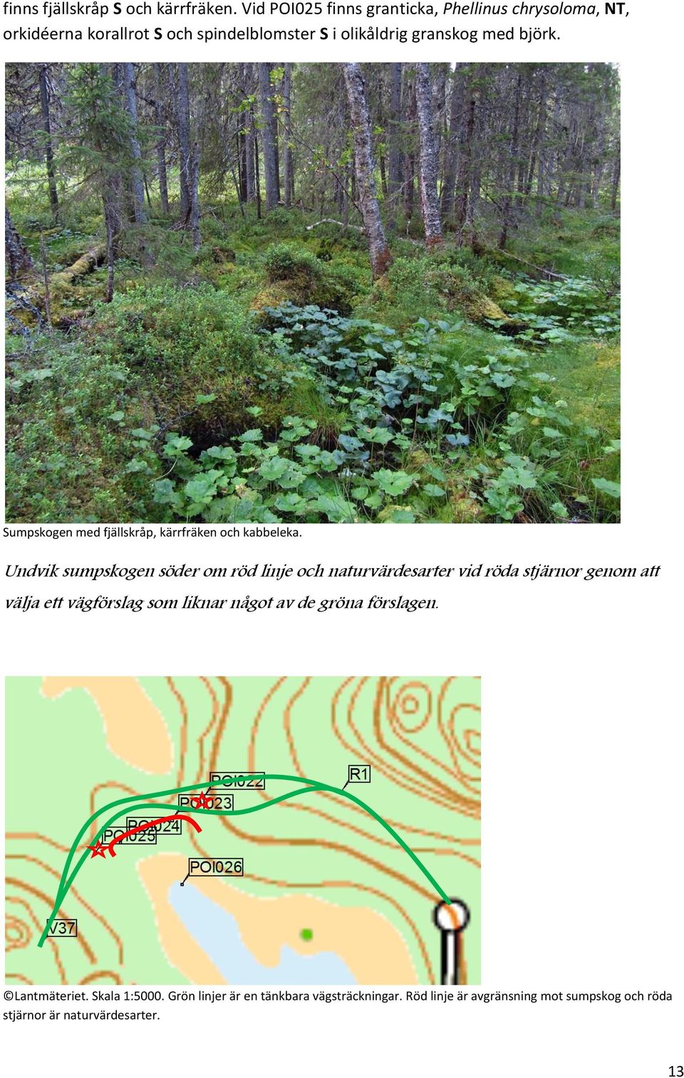 björk. Sumpskogen med fjällskråp, kärrfräken och kabbeleka.