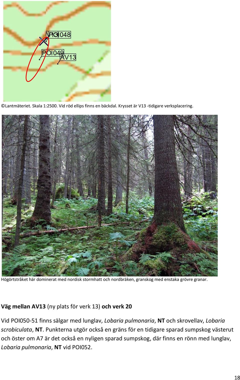 Väg mellan AV13 (ny plats för verk 13) och verk 20 Vid POI050-51 finns sälgar med lunglav, Lobaria pulmonaria, NT och skrovellav, Lobaria