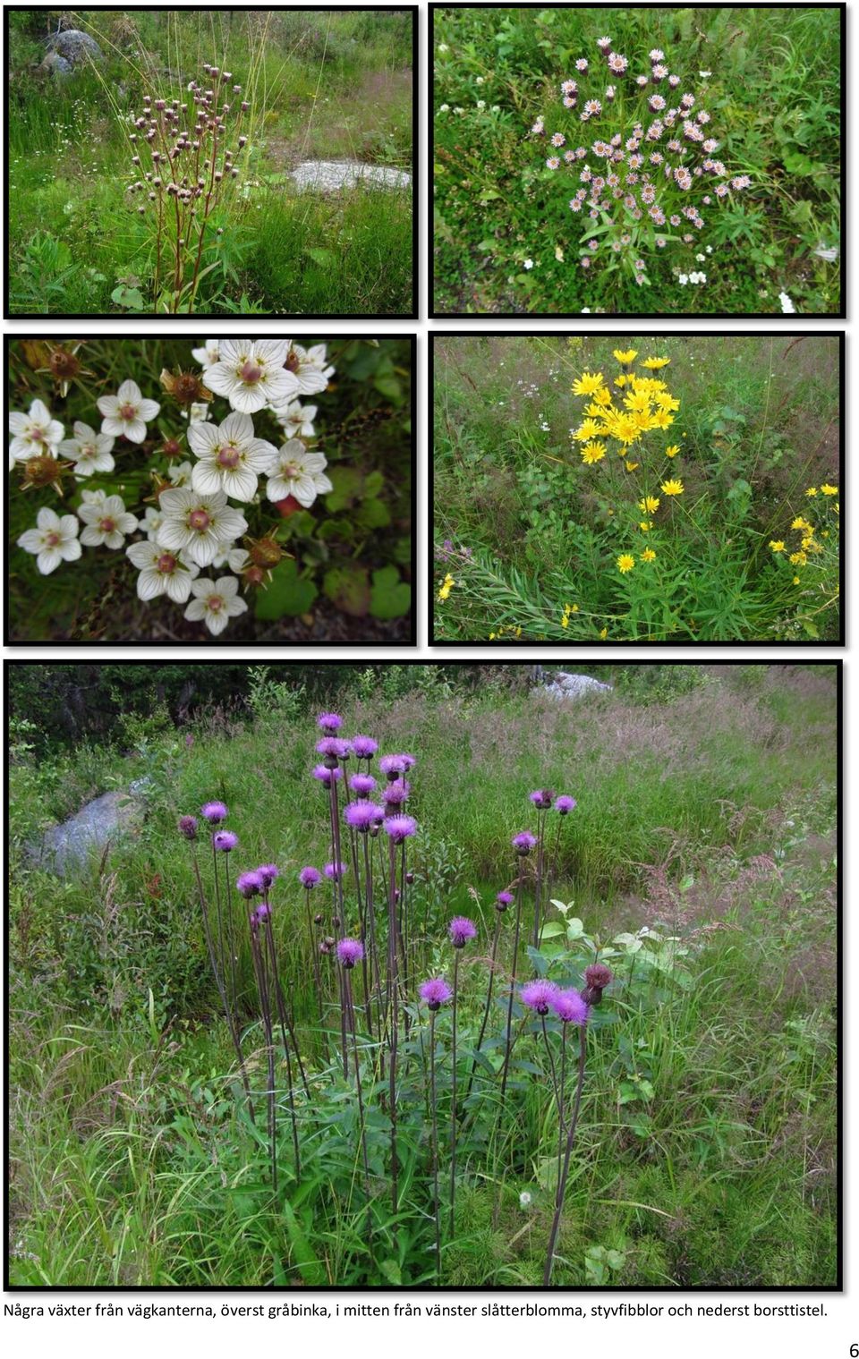 vänster slåtterblomma,