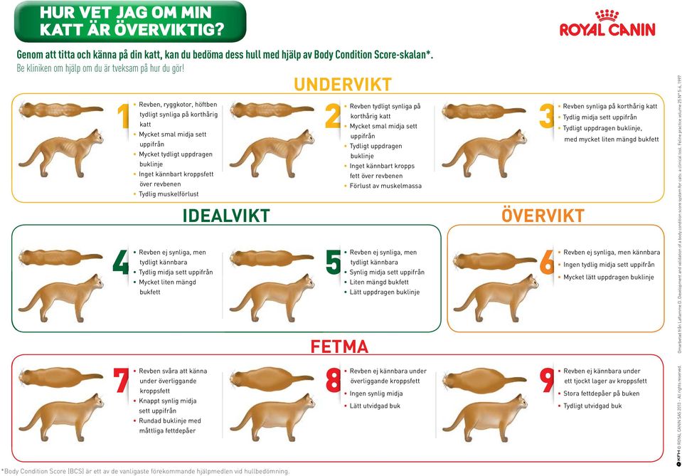 Tydlig muskelförlust Revben ej synliga, men tydligt kännbara Tydlig midja sett uppifrån Mycket liten mängd bukfett Revben svåra att känna under överliggande kroppsfett Knappt synlig midja sett