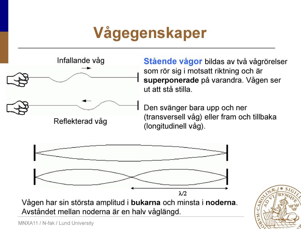 Den svänger bara upp och ner (transversell våg) eller fram och tillbaka (longitudinell våg).