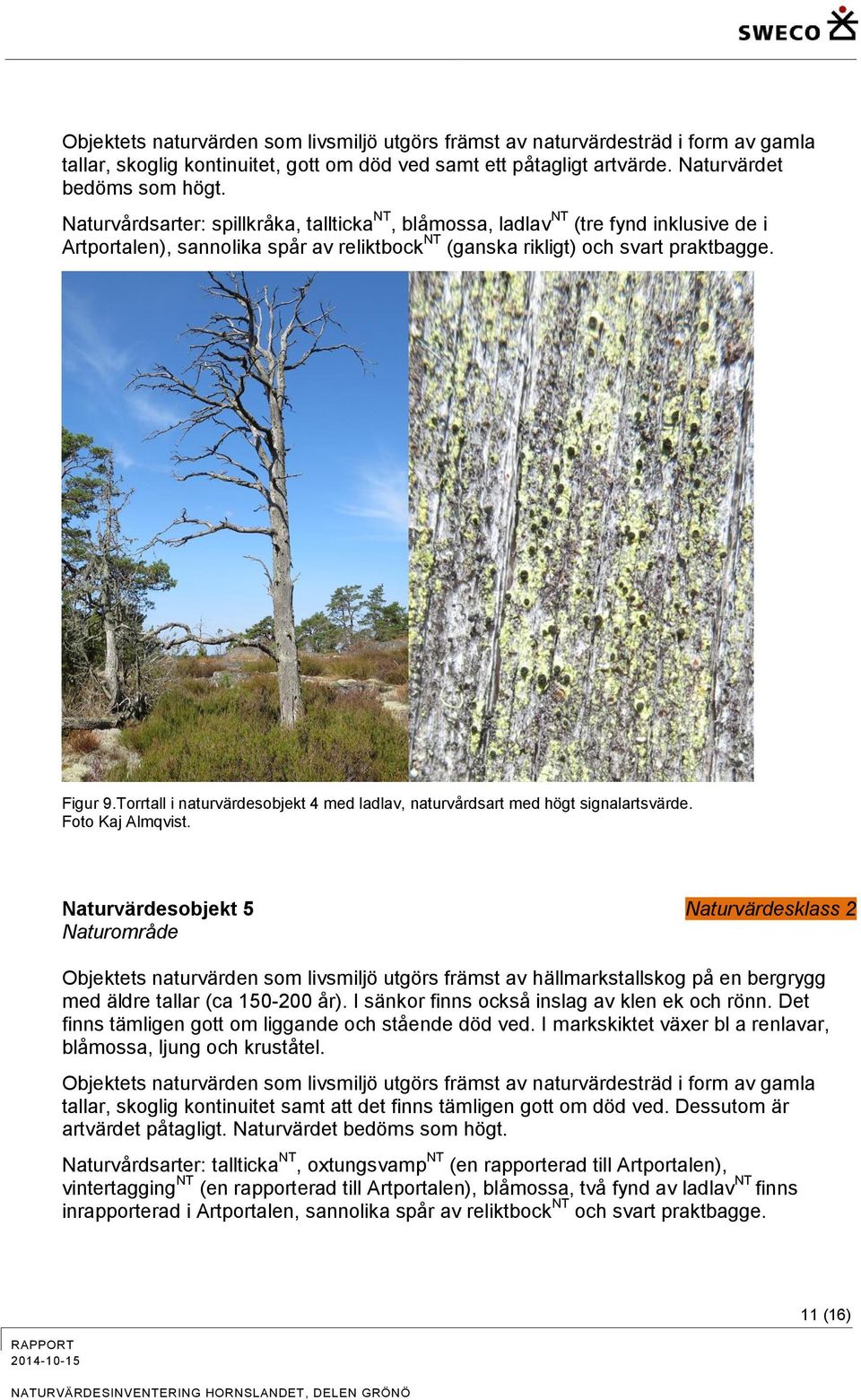 Torrtall i naturvärdesobjekt 4 med ladlav, naturvårdsart med högt signalartsvärde. Foto Kaj Almqvist.