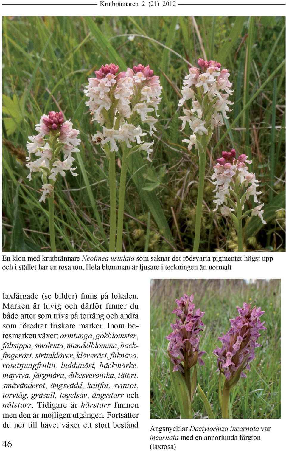 Inom betesmarken växer: ormtunga, gökblomster, fältsippa, smalruta, mandelblomma, backfingerört, strimklöver, klöverärt, fliknäva, rosettjungfrulin, luddunört, bäckmärke, majviva, färgmåra,