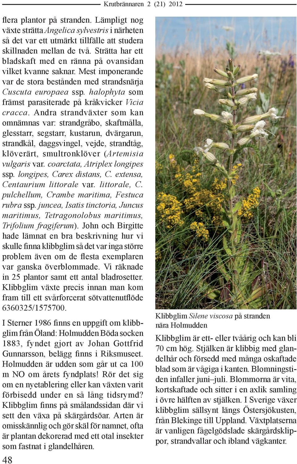 halophyta som främst parasiterade på kråkvicker Vicia cracca.