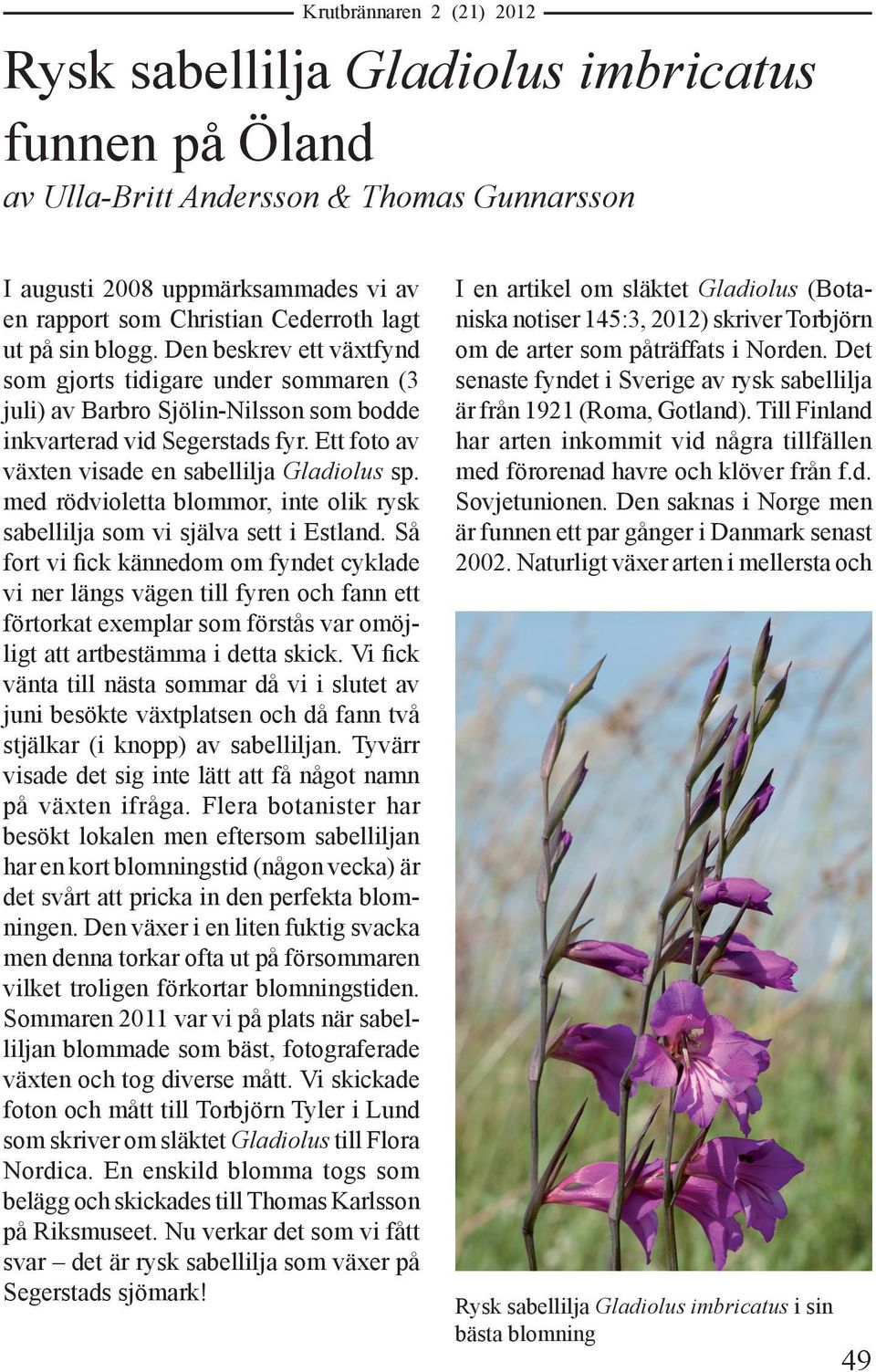 Ett foto av växten visade en sabellilja Gladiolus sp. med rödvioletta blommor, inte olik rysk sabellilja som vi själva sett i Estland.
