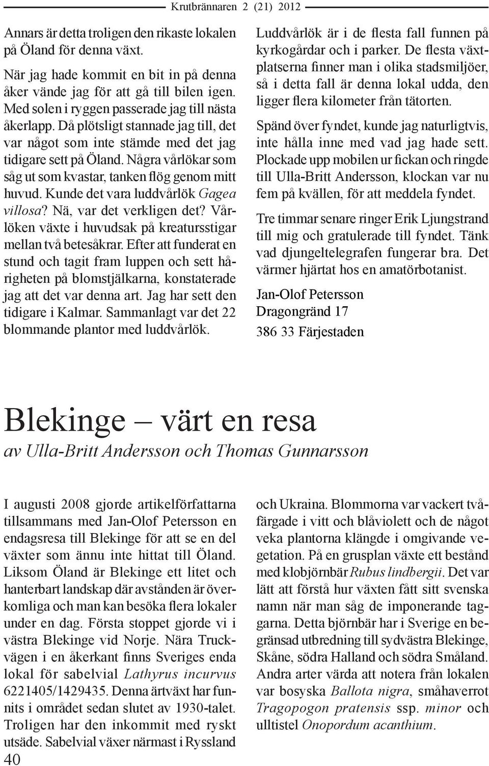 Några vårlökar som såg ut som kvastar, tanken flög genom mitt huvud. Kunde det vara luddvårlök Gagea villosa? Nä, var det verkligen det?