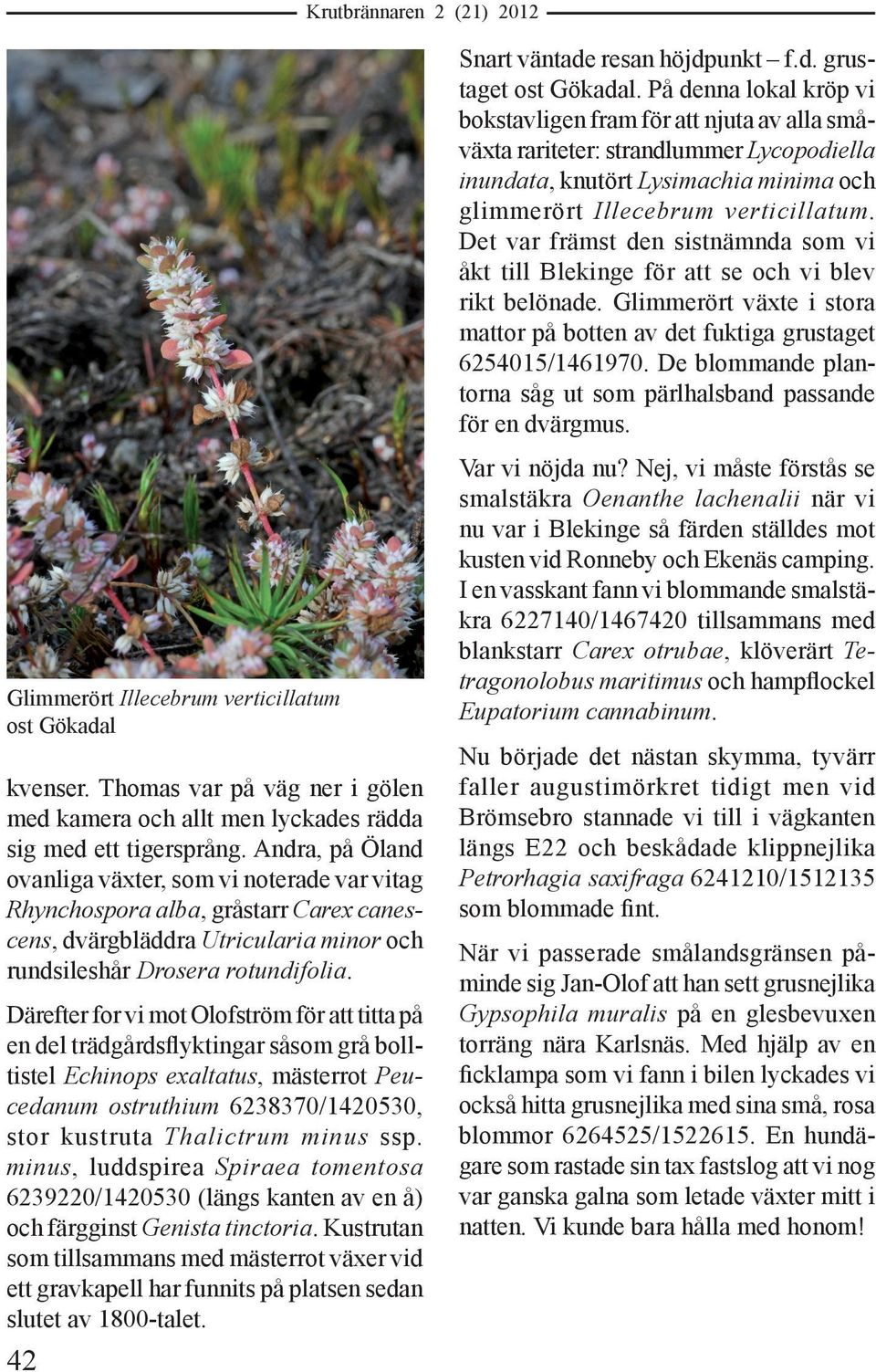 Det var främst den sistnämnda som vi åkt till Blekinge för att se och vi blev rikt belönade. Glimmerört växte i stora mattor på botten av det fuktiga grustaget 6254015/1461970.