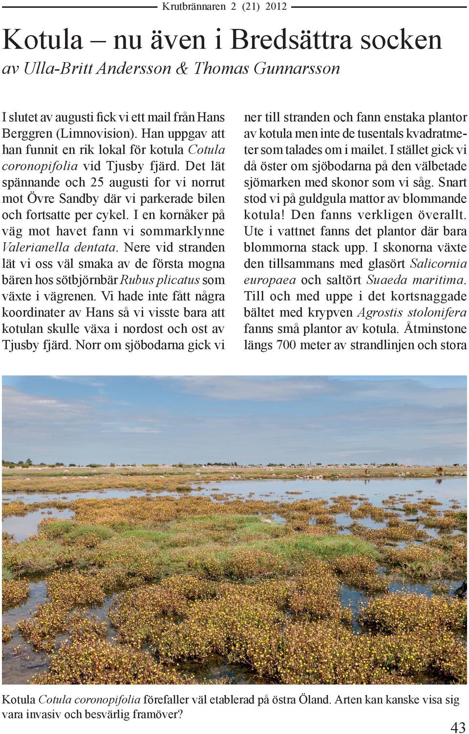 I en kornåker på väg mot havet fann vi sommarklynne Valerianella dentata. Nere vid stranden lät vi oss väl smaka av de första mogna bären hos sötbjörnbär Rubus plicatus som växte i vägrenen.