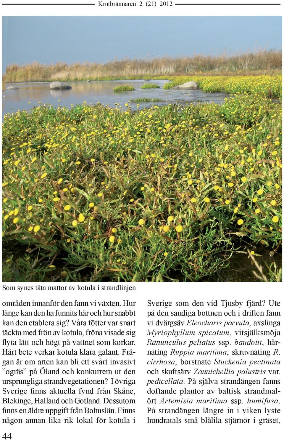 Frågan är om arten kan bli ett svårt invasivt ogräs på Öland och konkurrera ut den ursprungliga strandvegetationen? I övriga Sverige finns aktuella fynd från Skåne, Blekinge, Halland och Gotland.