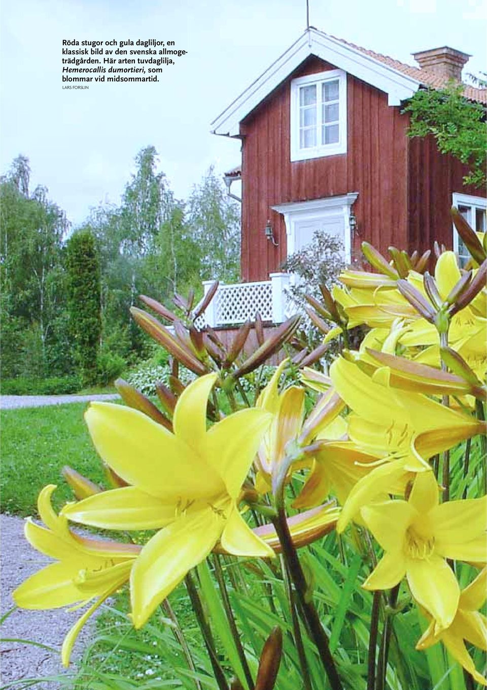 Här arten tuvdaglilja, Hemerocallis