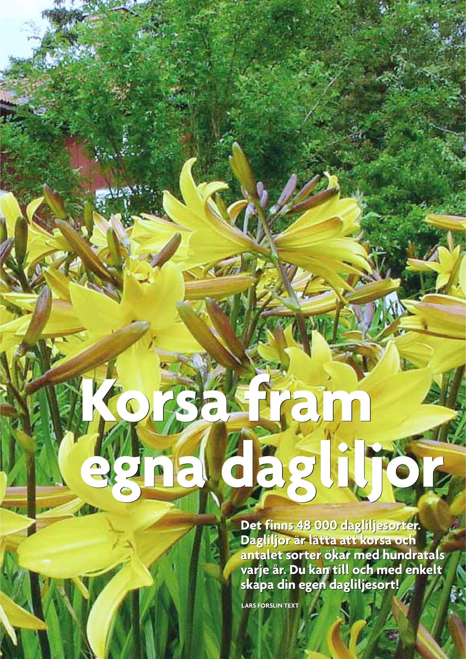 Dagliljor är lätta att korsa och antalet sorter ökar