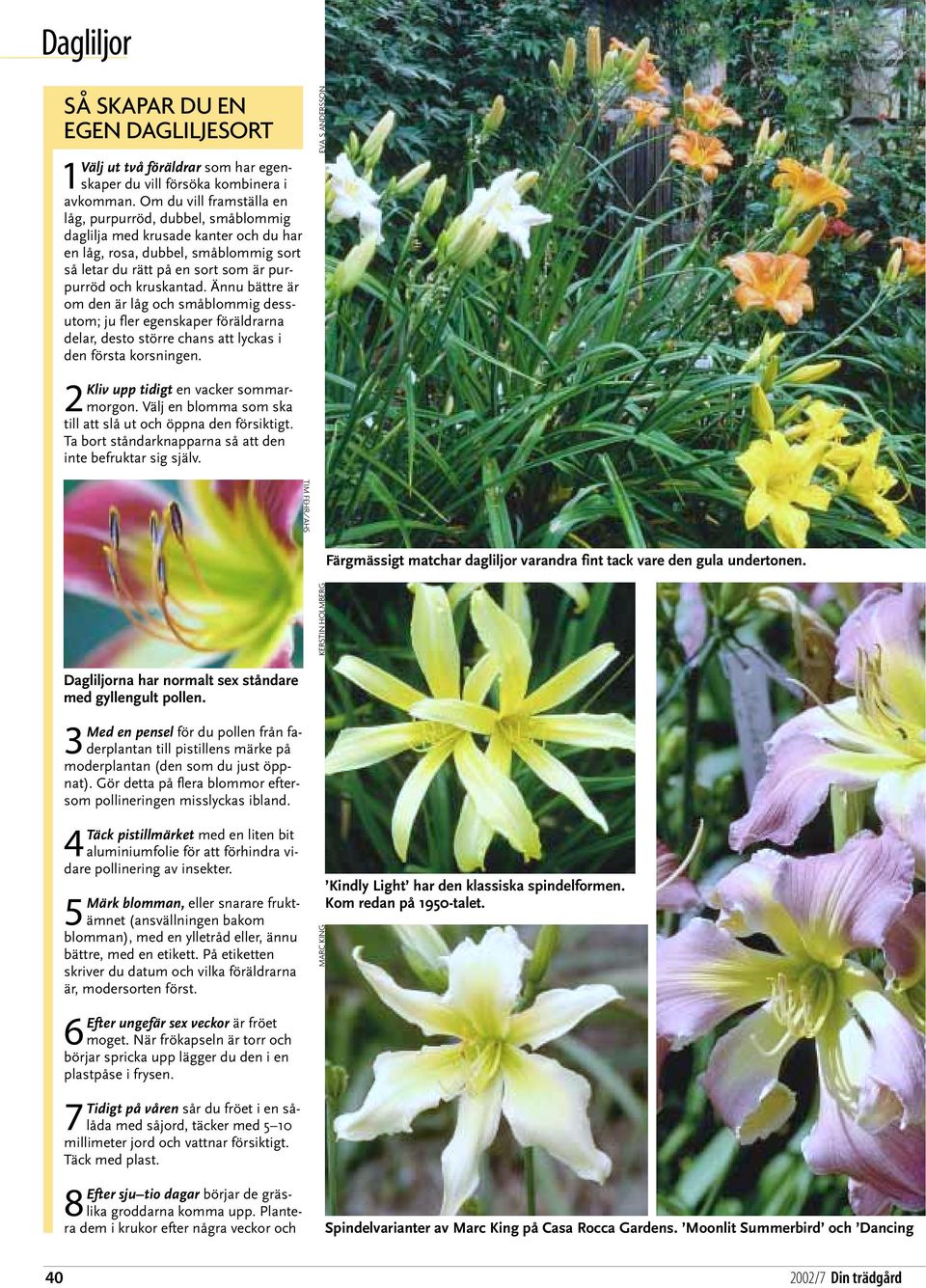 Ännu bättre är om den är låg och småblommig dessutom; ju fler egenskaper föräldrarna delar, desto större chans att lyckas i den första korsningen. 2Kliv upp tidigt en vacker sommarmorgon.