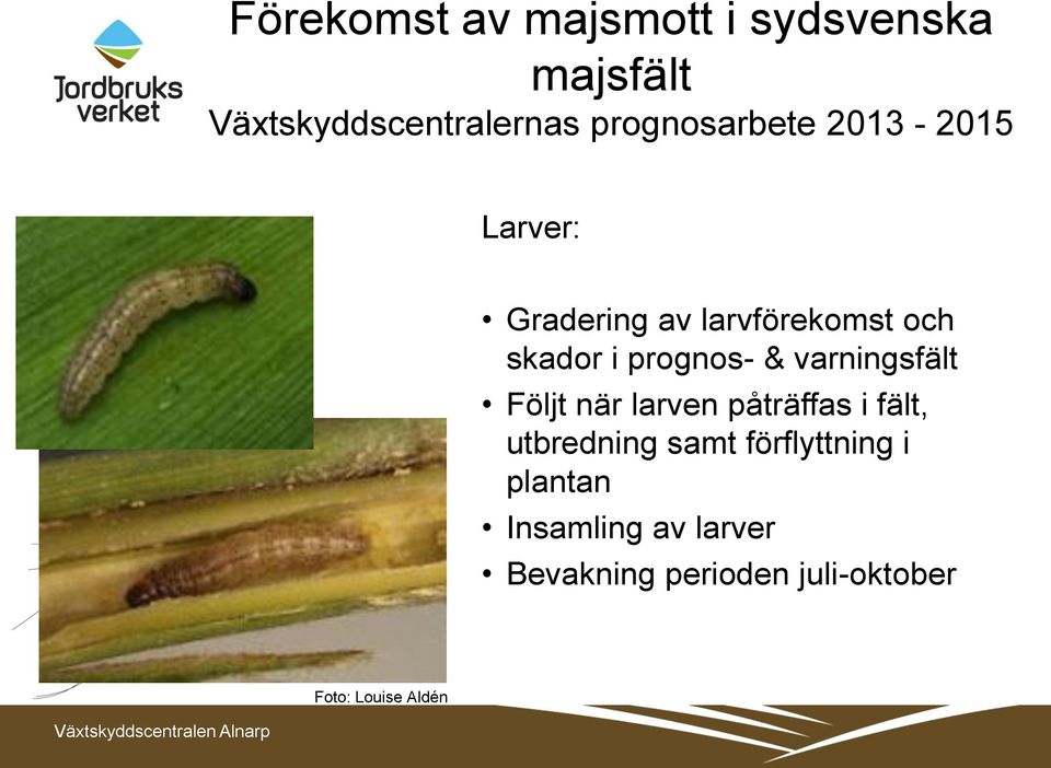 prognos- & varningsfält Följt när larven påträffas i fält, utbredning samt