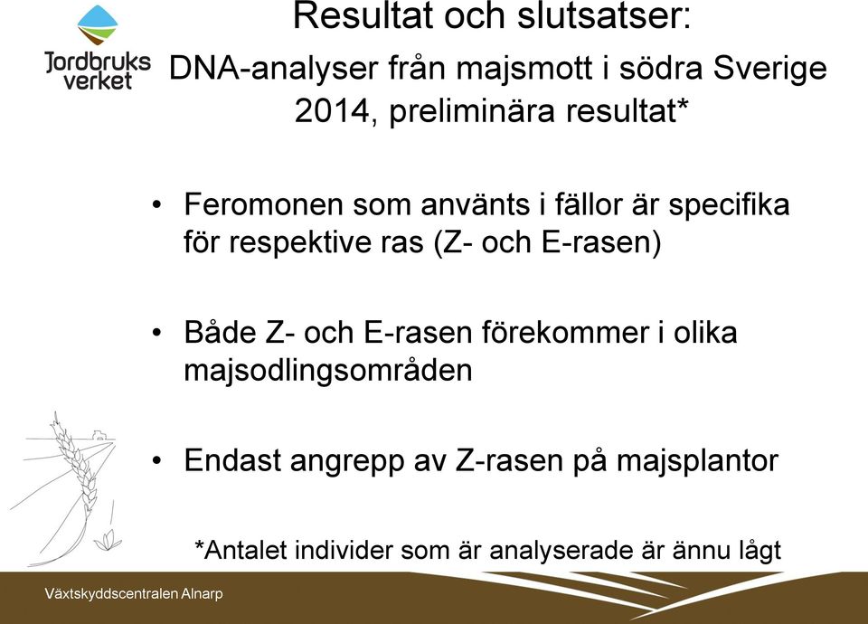 ras (Z- och E-rasen) Både Z- och E-rasen förekommer i olika majsodlingsområden