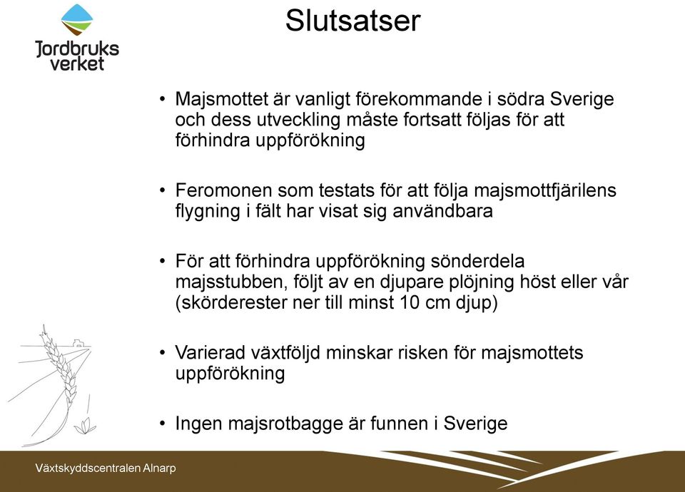 För att förhindra uppförökning sönderdela majsstubben, följt av en djupare plöjning höst eller vår (skörderester ner