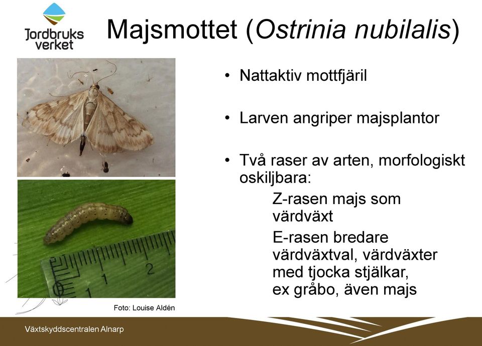 morfologiskt oskiljbara: Z-rasen majs som värdväxt E-rasen