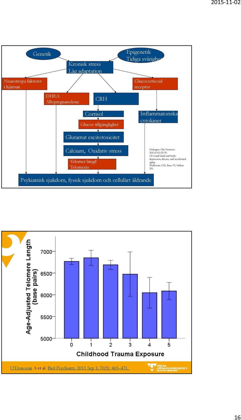 Telomeras Dialogues Clin Neurosci. 2011;13(1):25-39. Of sound mind and body: depression, disease, and accelerated aging.