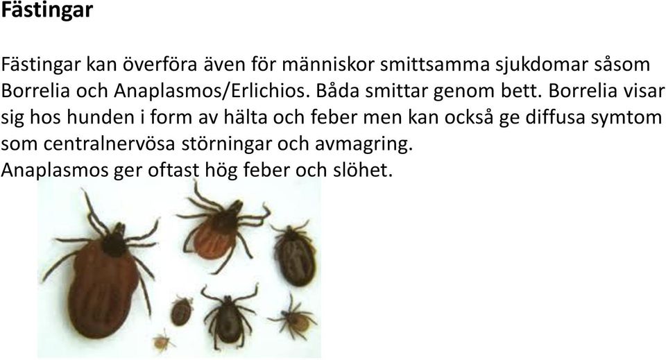 Borrelia visar sig hos hunden i form av hälta och feber men kan också ge