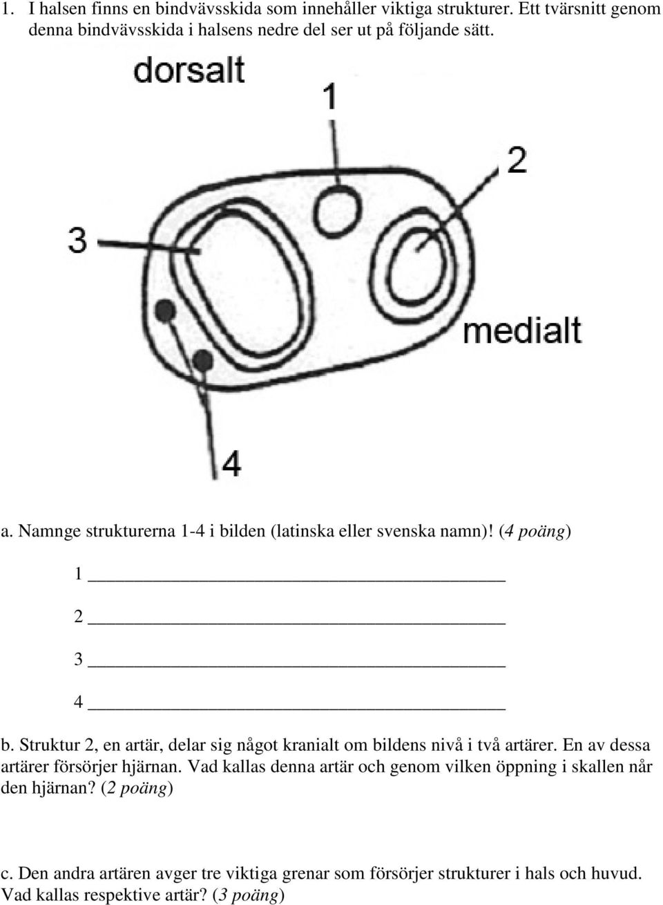 Namnge strukturerna 1-4 i bilden (latinska eller svenska namn)! (4 poäng) 1 2 3 4 b.