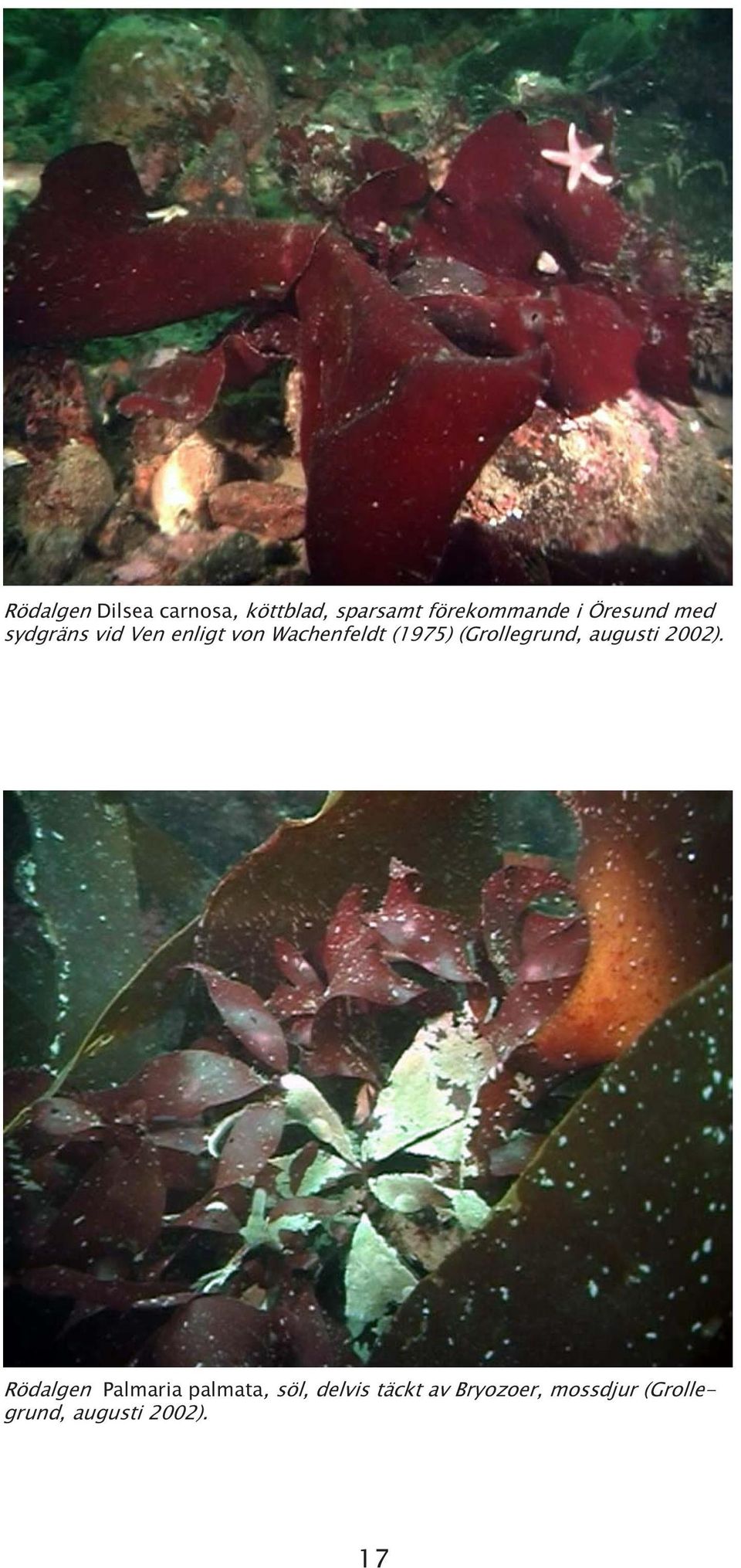 (Grollegrund, augusti 2002).
